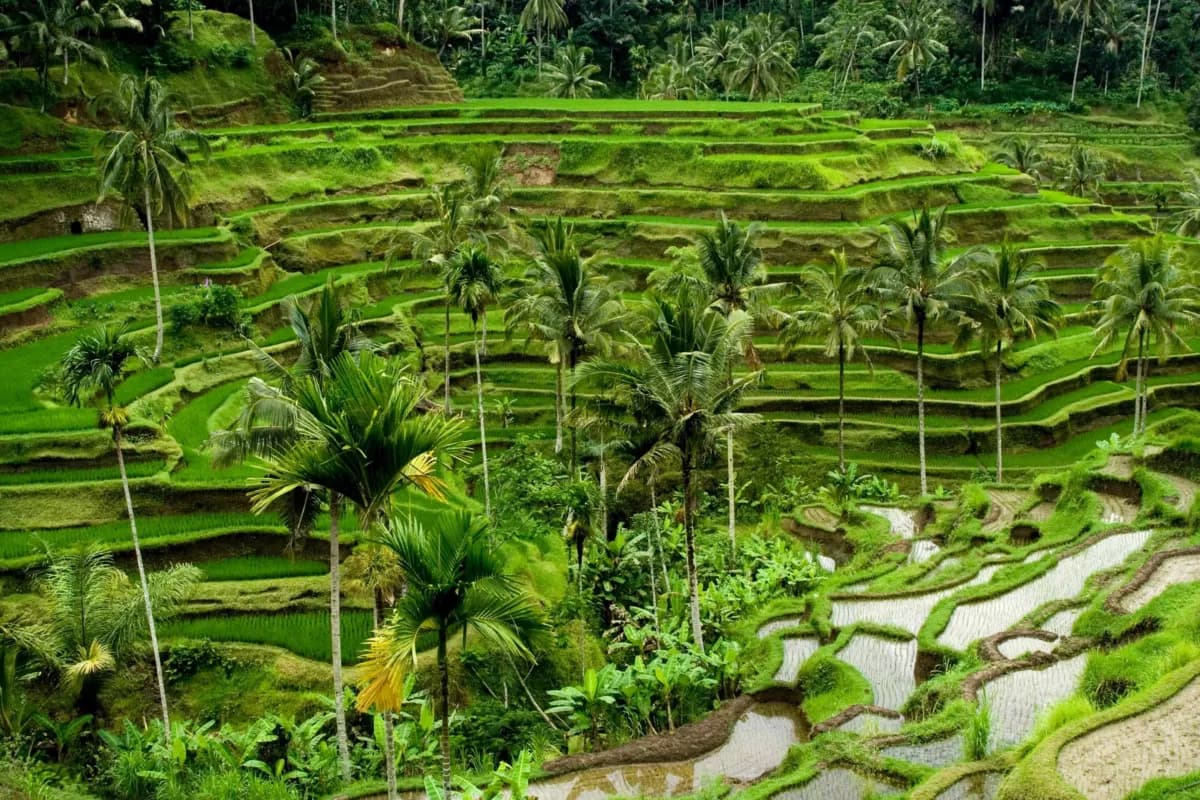 Regent Bali Canggu photo 3